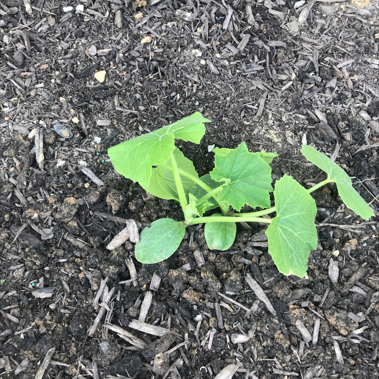 Photo of the plant species Summer Squash by @leah_elizabeth04 named Harmony on Greg, the plant care app