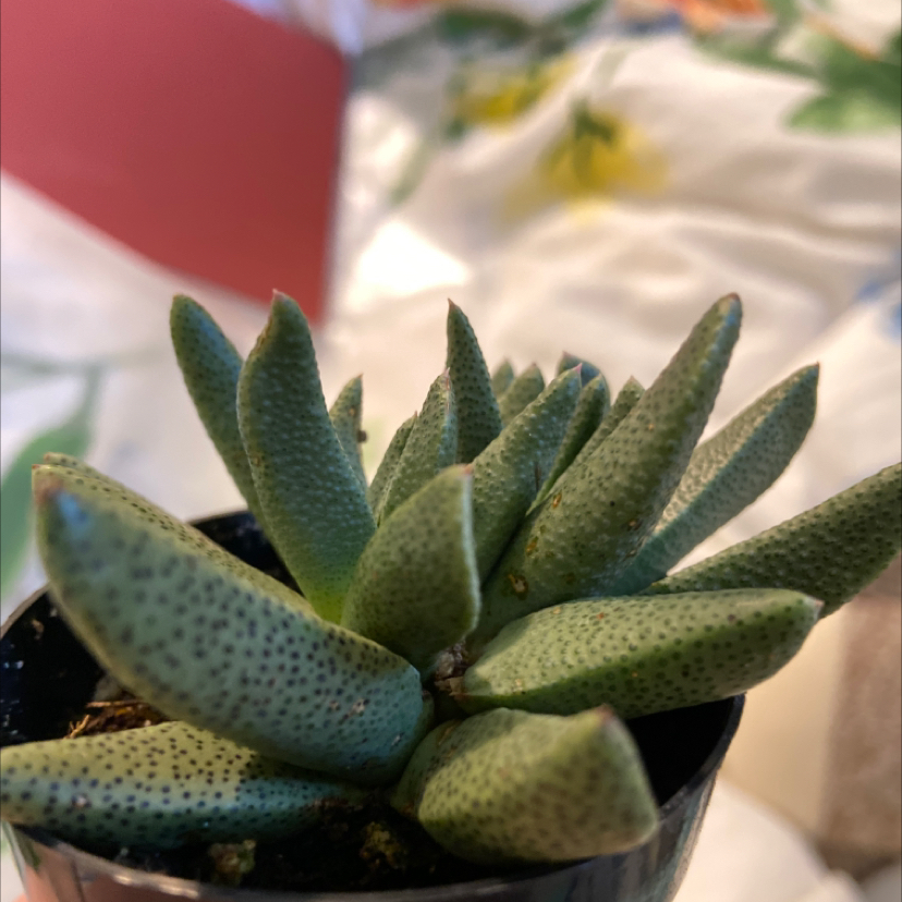 Photo of the plant species Three O'Clock by @bugEZ named plunkey on Greg, the plant care app