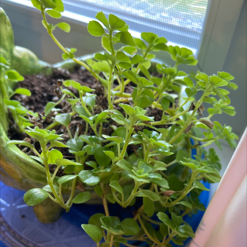 Photo of the plant species Pilea Baby Tears by @bugEZ named sir plantsalot on Greg, the plant care app