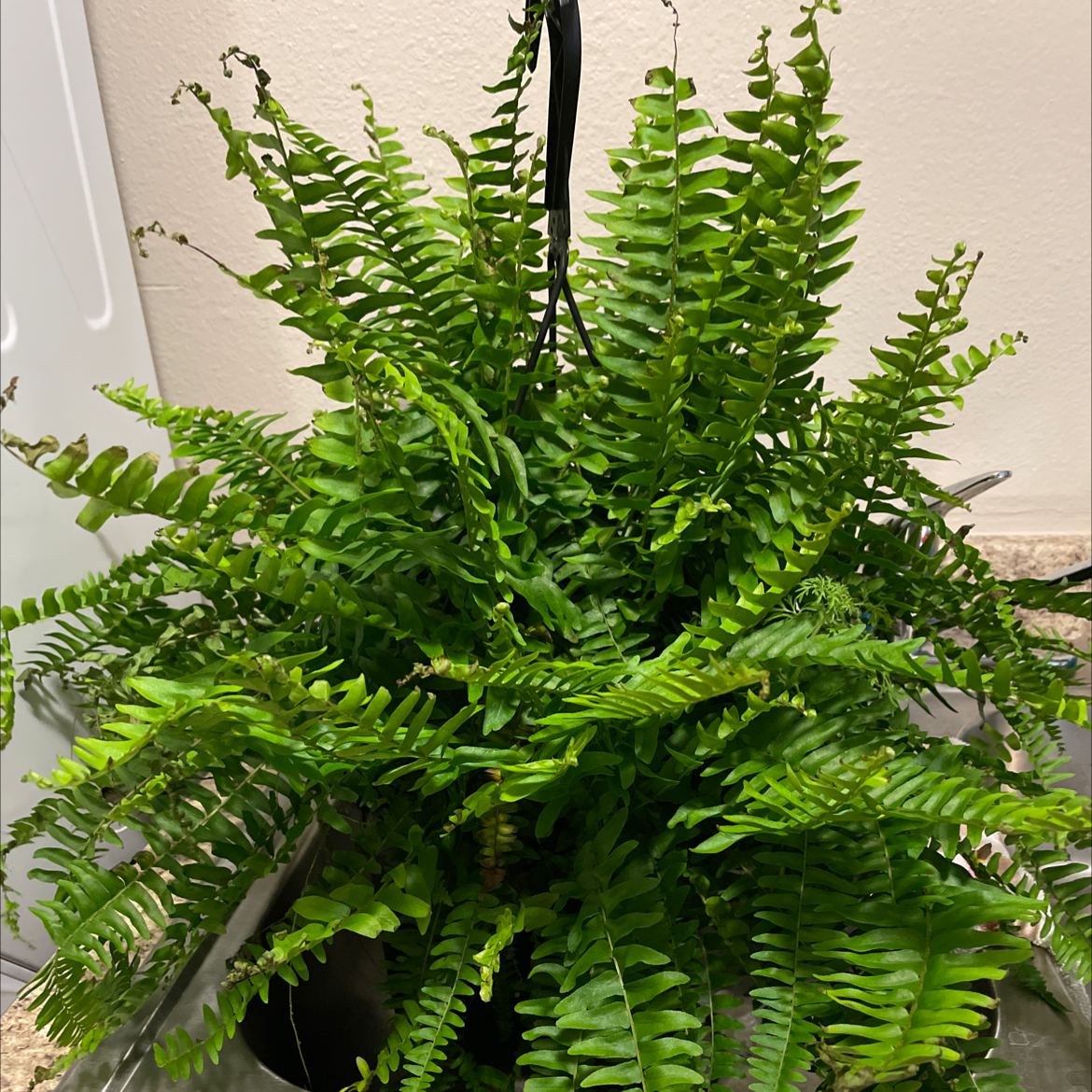 Boston Fern plant photo by Krista named Sophia on Greg, the plant care app.