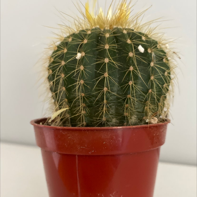 Saguaro plant photo by @mhodgdon named Mochi on Greg, the plant care app.
