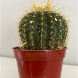 Saguaro plant