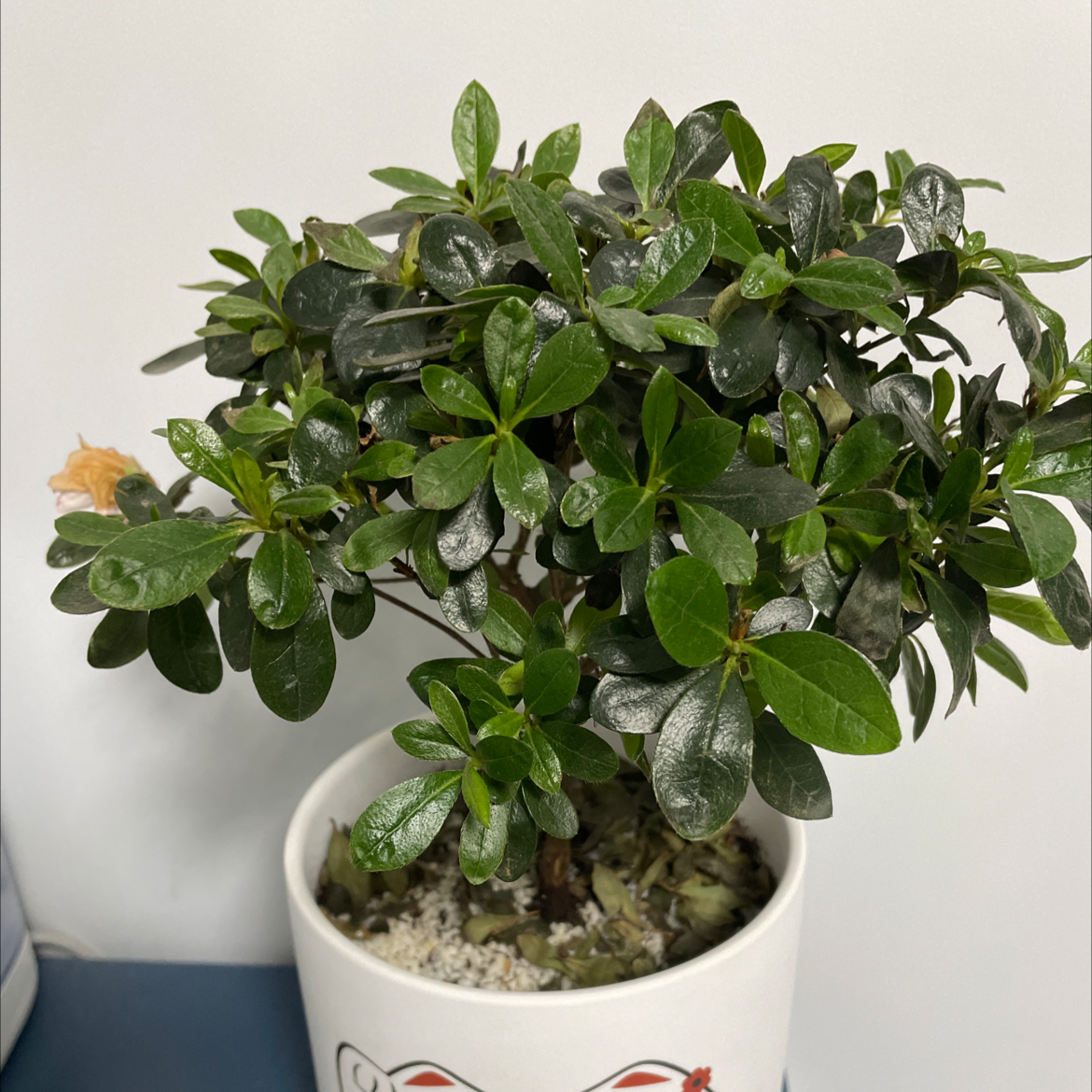 Potted Rhododendron plant with dark green leaves in a white pot.