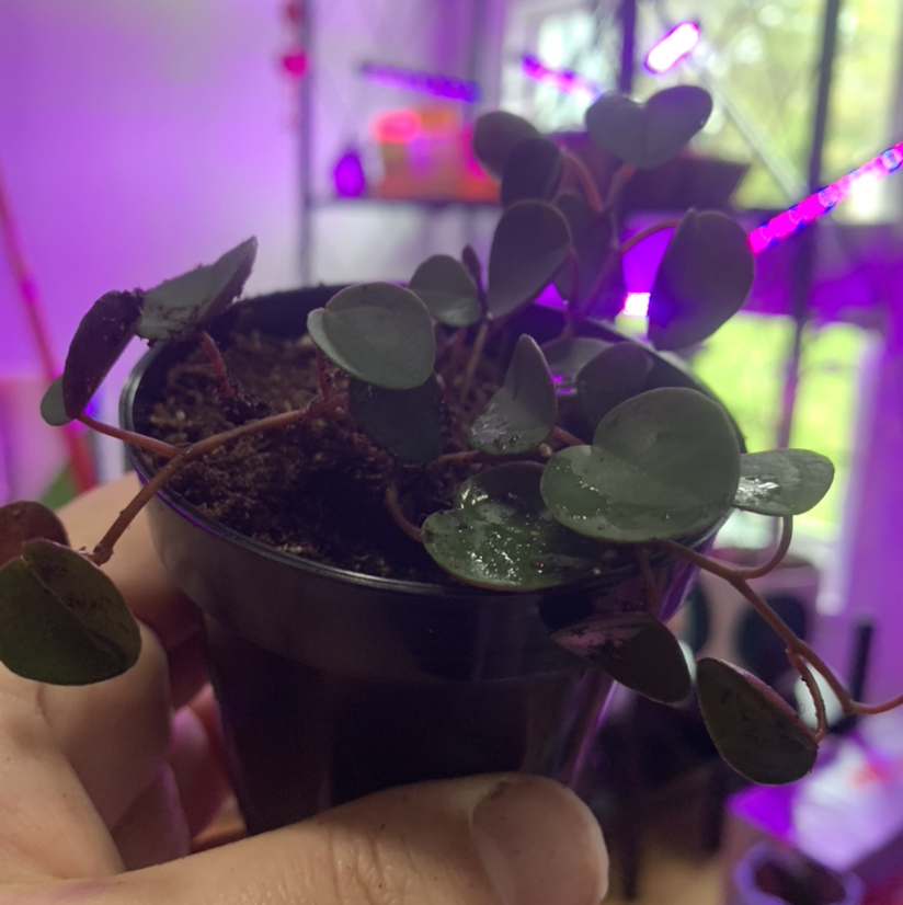 Photo of the plant species Peperomia 'Ruby Cascade' by @wetmyplants named Ruby on Greg, the plant care app