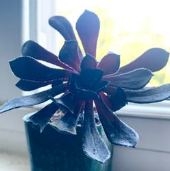 Black rose plant
