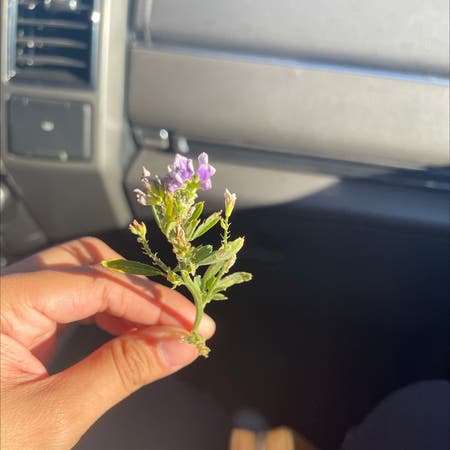 Photo of the plant species Alfalfa by Bayme08 named Your plant on Greg, the plant care app