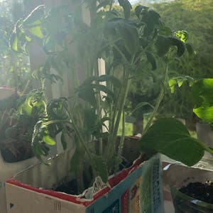 Tomato Plant plant photo by Kayla named Tomato plant🍅🍅 on Greg, the plant care app.