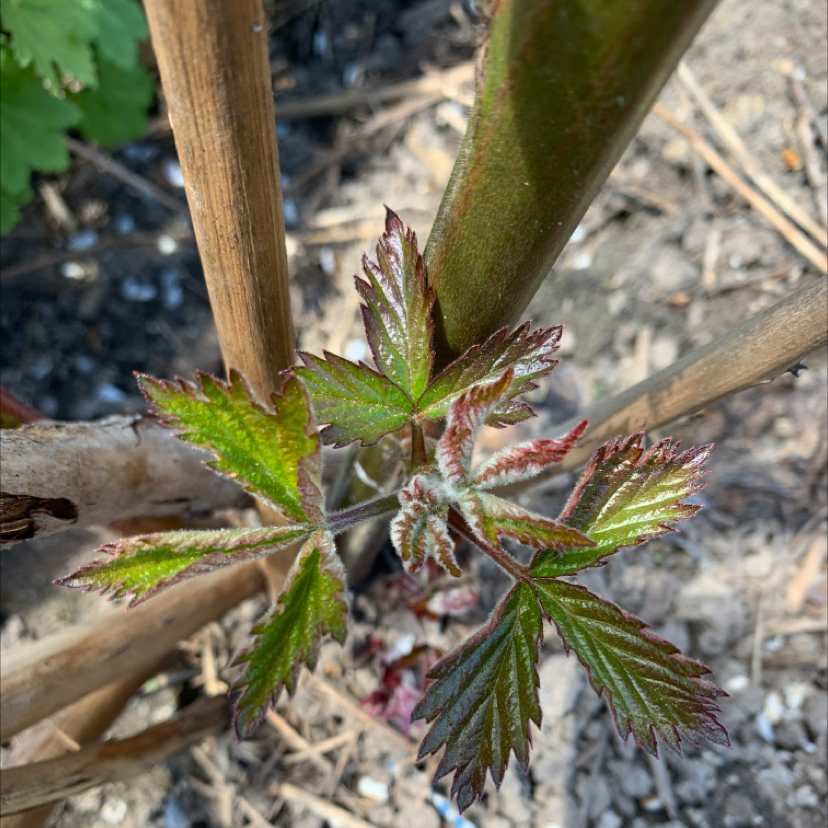 Young European Red Raspberry plant with healthy new growth and visible soil.