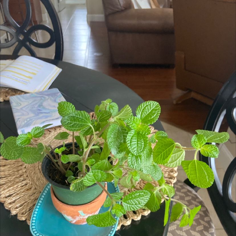 Photo of the plant species Creeping Charlie by Mckinsay named Sheila on Greg, the plant care app