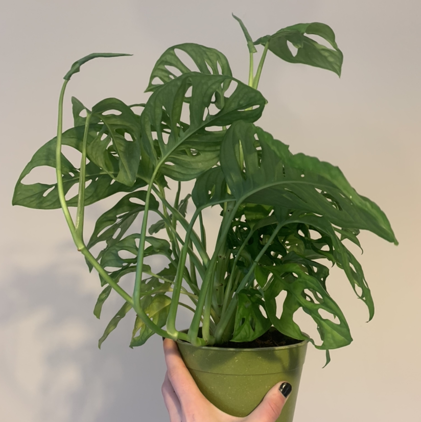 Monstera adansonii 'Laniata' plant in a green pot, held by a hand.