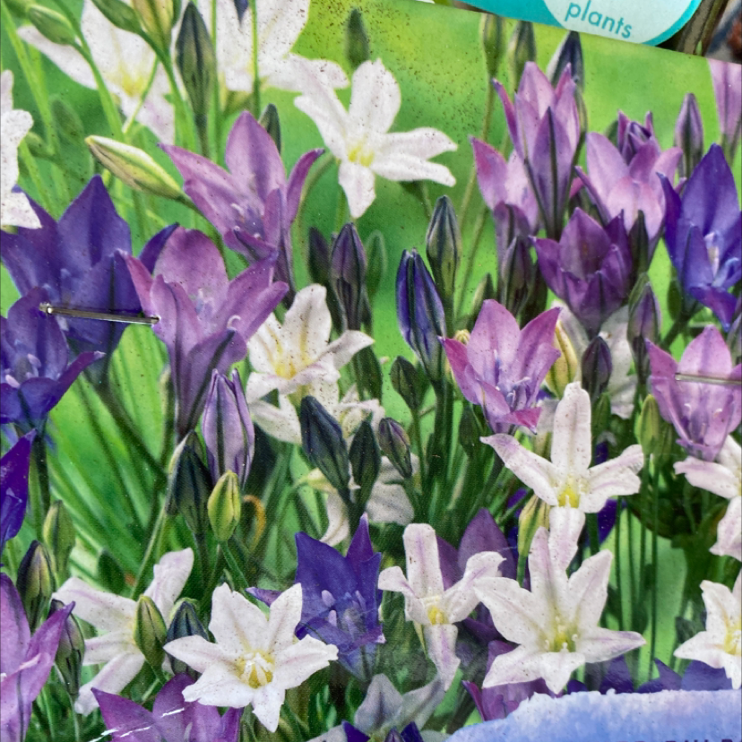 Photo of the plant species Ithuriel's Spear by Nina named Triteleia on Greg, the plant care app