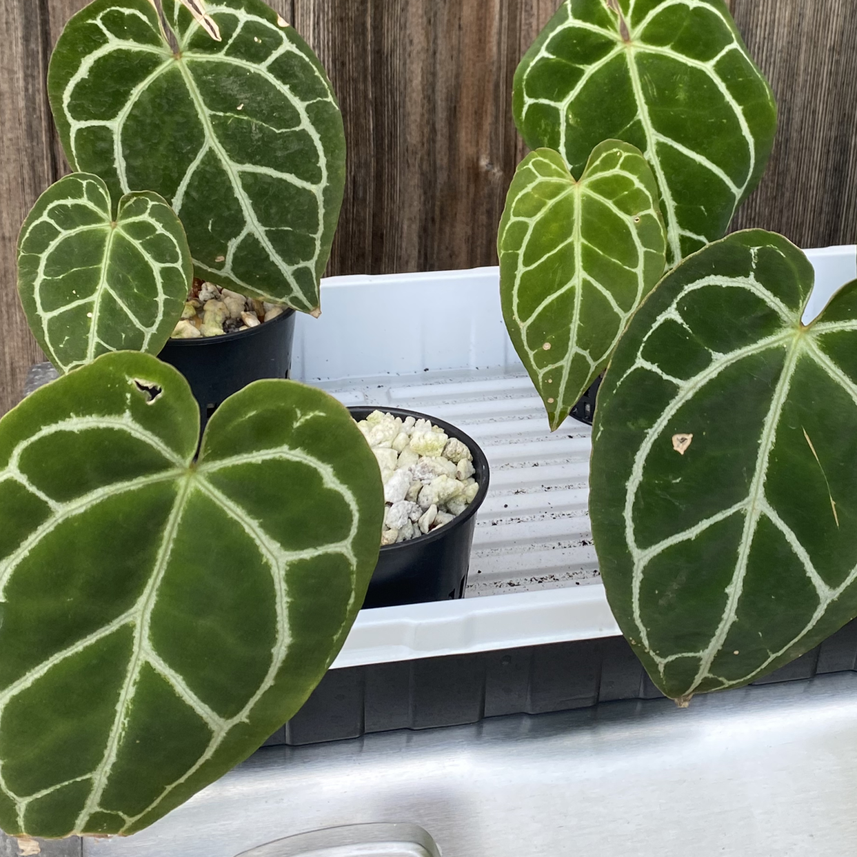 Multiple Crystal Anthurium plants with large, dark green leaves and prominent white veins in small pots.