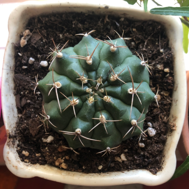 Photo of the plant species Thelocactus rinconensis by Amya named Spider on Greg, the plant care app