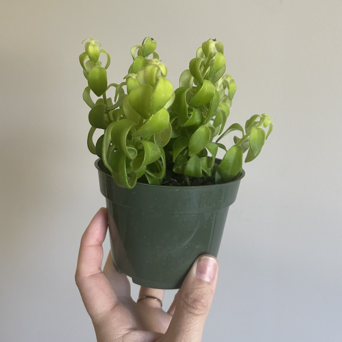 Twisted Lipstick Plant in a small green pot held by a hand.