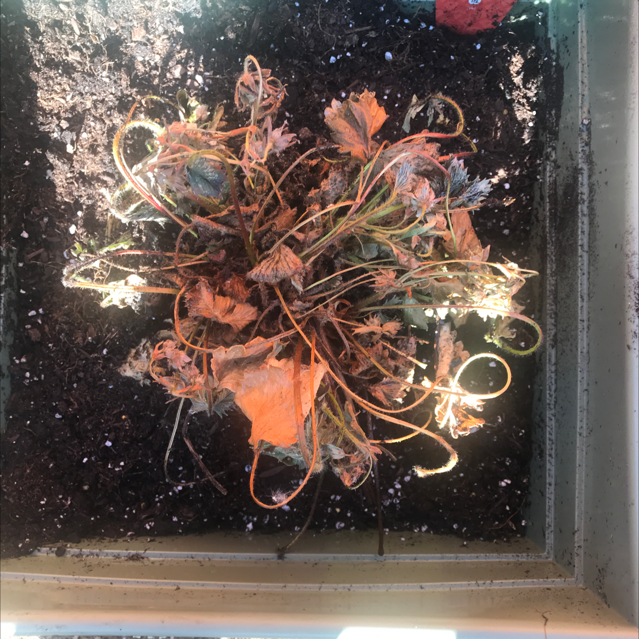 Photo of the plant species Strawberry Guava by @ew_uwu17 named Linda on Greg, the plant care app