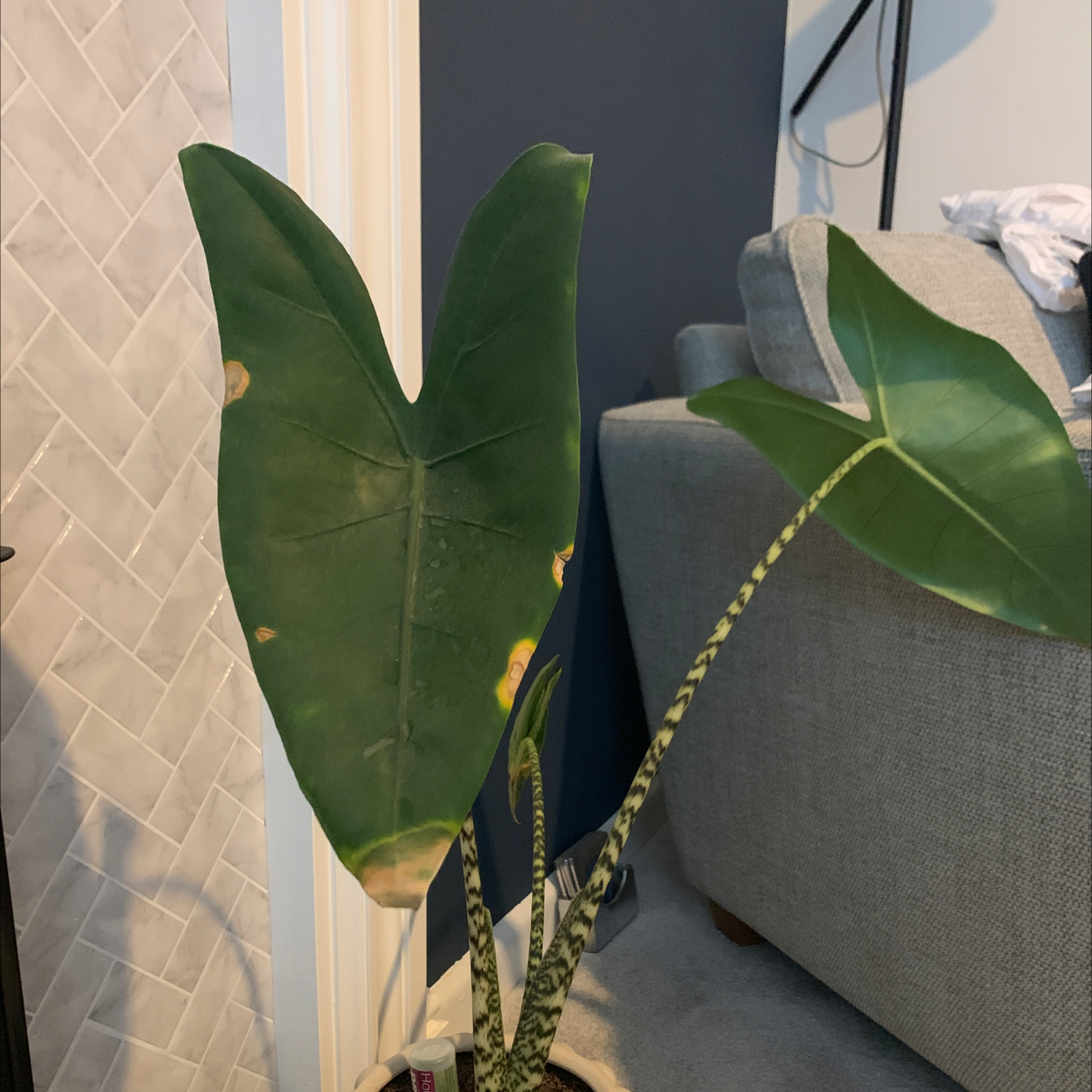Zebra Elephant Ear plant with some yellowing and browning on the leaves, potted indoors.