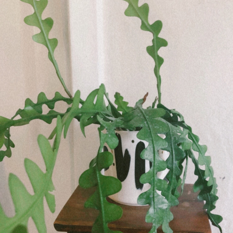 Photo of the plant species Selenicereus Anthonyanus by @Teafungus named Bigleef Smalls on Greg, the plant care app