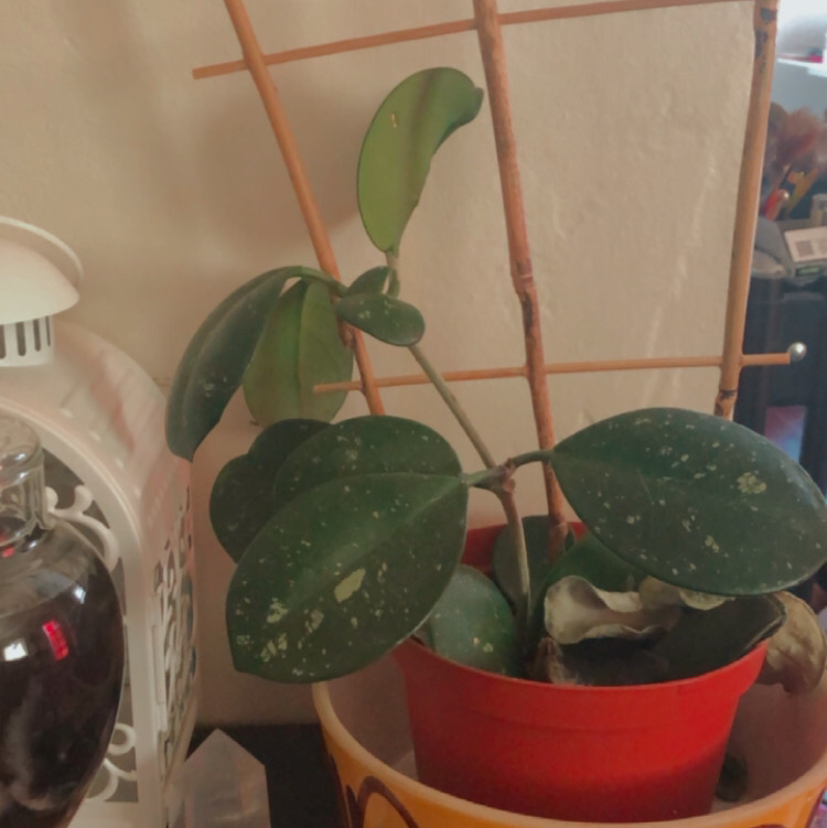 Hoya obovata plant photo by @Teafungus named Terra on Greg, the plant care app.