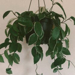 Variegated Hoya carnosa 'Compacta' plant