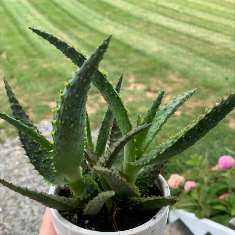 Photo of the plant species Coral Aloe by @Planterflexion named Audrey on Greg, the plant care app