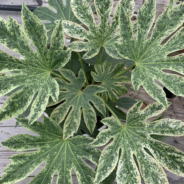 Photo of the plant species Fatsia Plant by @Planterflexion named Slyvie on Greg, the plant care app