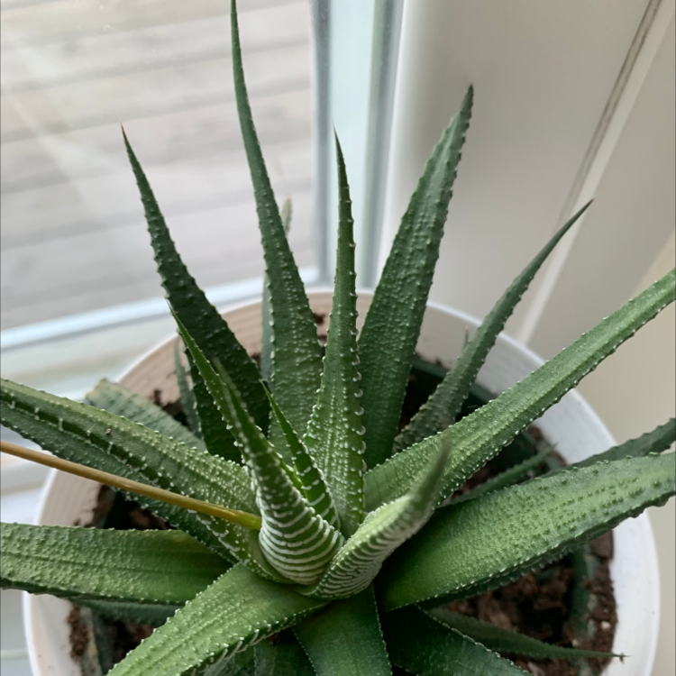 Zebra Plant plant photo by @Planterflexion named Rita Haworth on Greg, the plant care app.