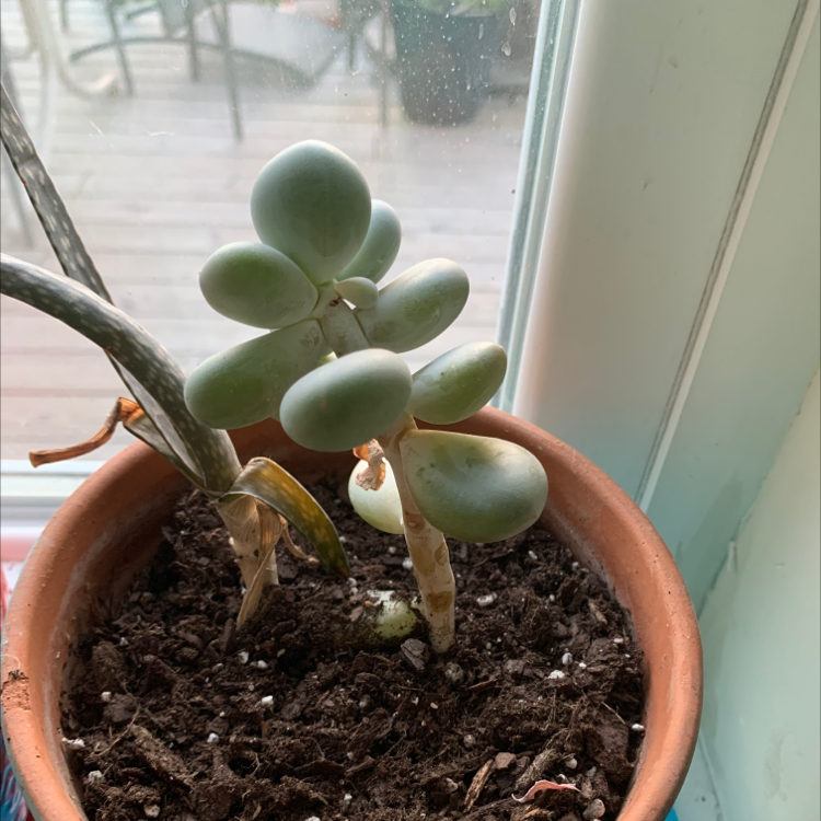 Photo of the plant species Pachyphytum Baby Finger by @Planterflexion named Grogru on Greg, the plant care app