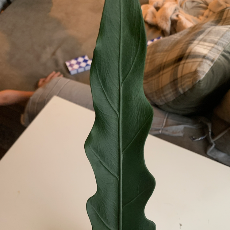 Photo of the plant species Purple Sword by @Planterflexion named Drax on Greg, the plant care app