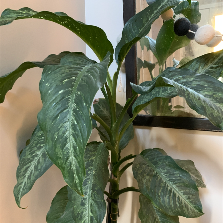 Dieffenbachia plant photo by @Planterflexion named Gigantor on Greg, the plant care app.