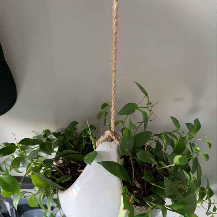 Lipstick Vine plant photo by @Planterflexion named MAC on Greg, the plant care app.
