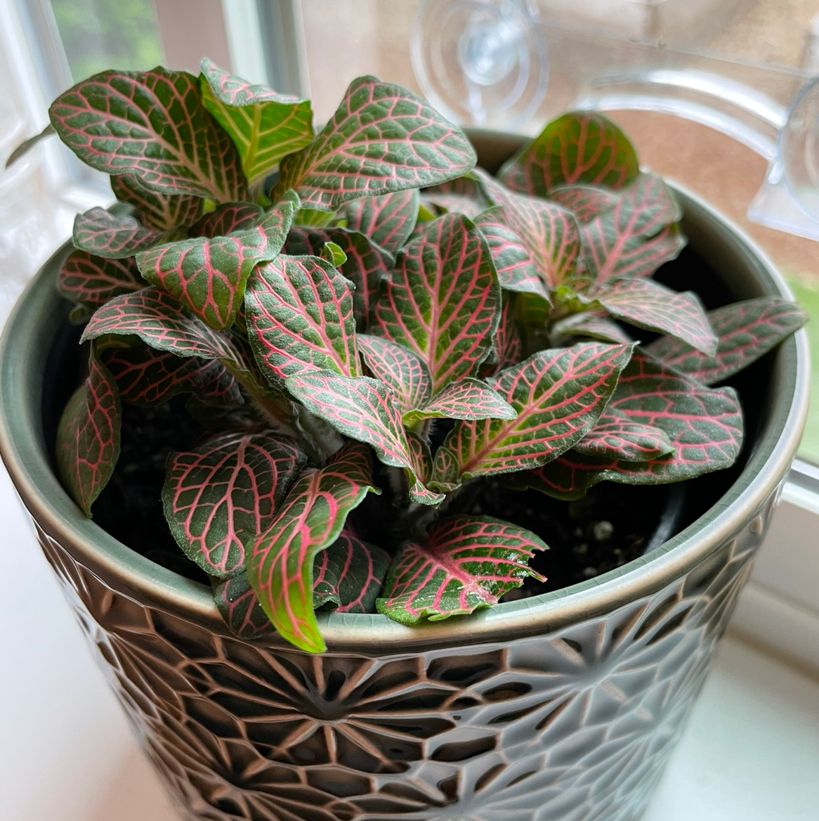 Nerve Plant plant photo by @jeanbpdx named Ronaldo on Greg, the plant care app.