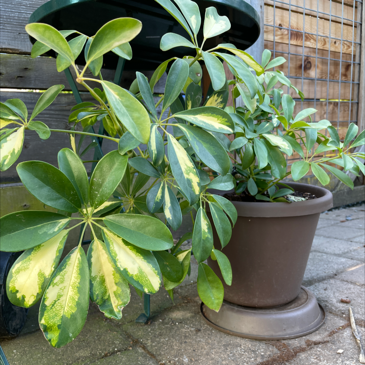 Dwarf Umbrella Tree plant photo by @jeanbpdx named Mando on Greg, the plant care app.