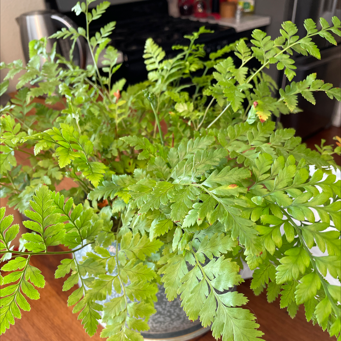 Photo of the plant species Rumohra Adiantiformis by @jeanbpdx named Stella on Greg, the plant care app