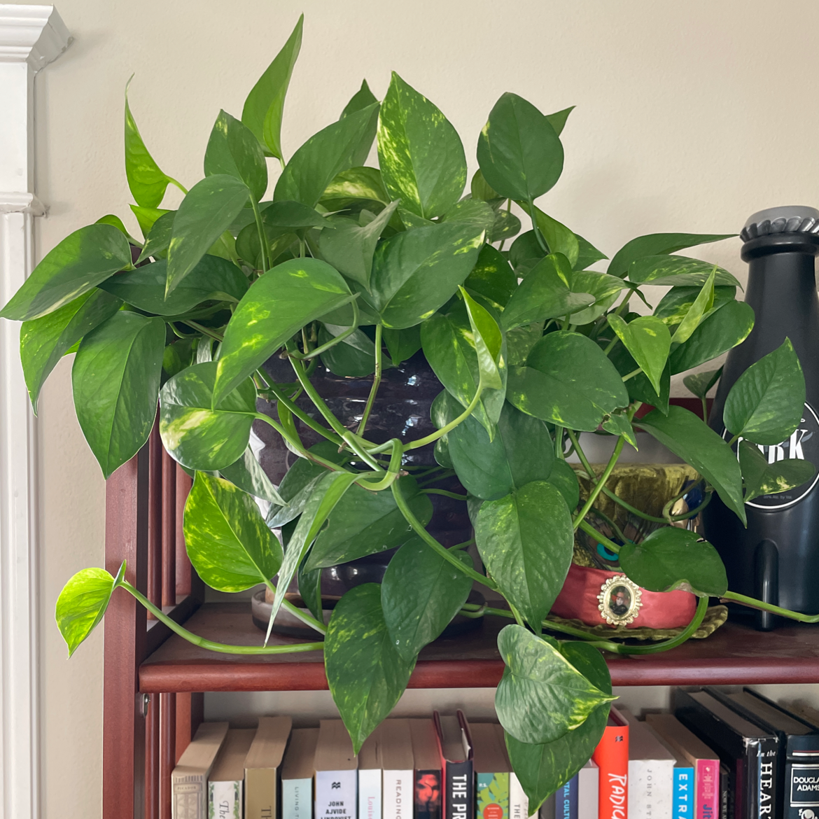 Taro Vine plant photo by @jeanbpdx named Wyatt on Greg, the plant care app.
