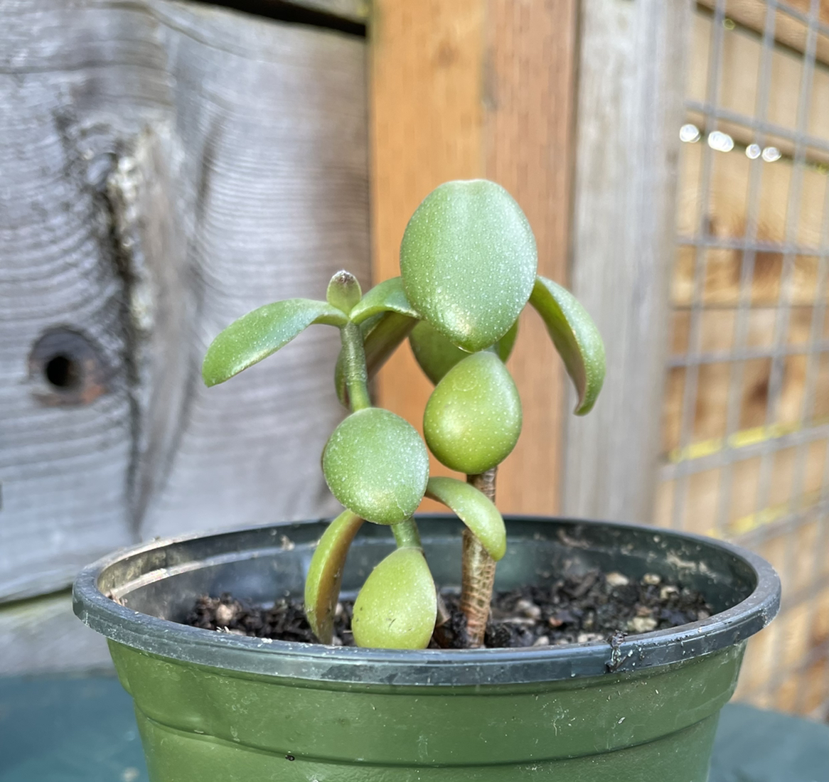 Lucky Plant plant photo by @jeanbpdx named Plato on Greg, the plant care app.
