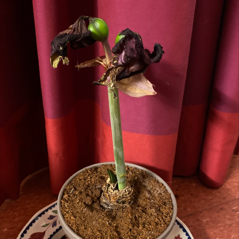 Paperwhite plant with significant wilting and browning, indicating poor health.