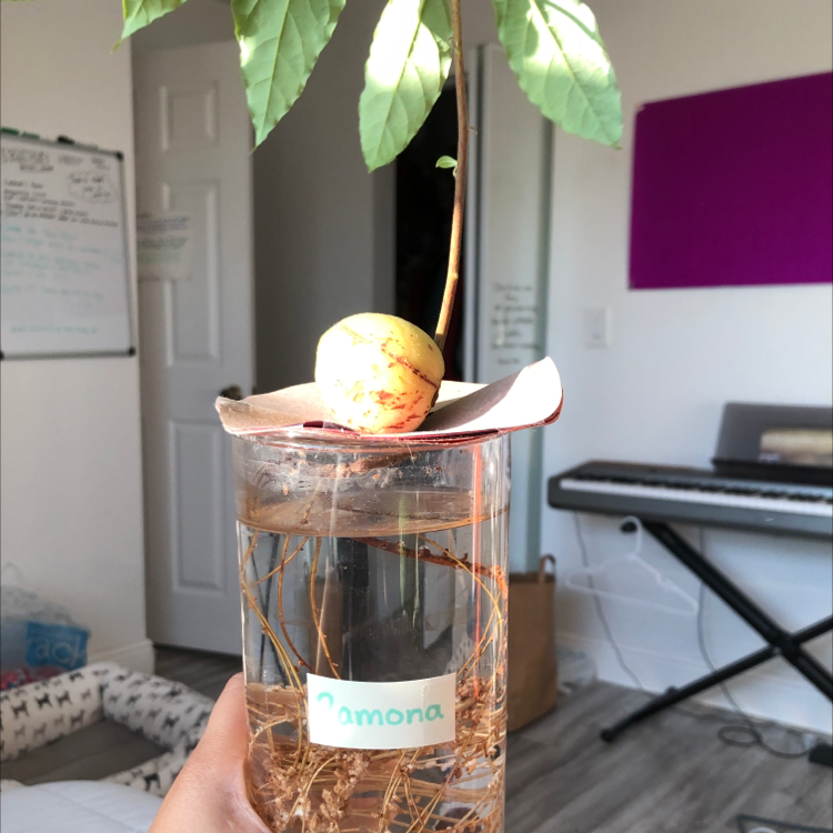 Avocado plant photo by Natacha named Ramona on Greg, the plant care app.