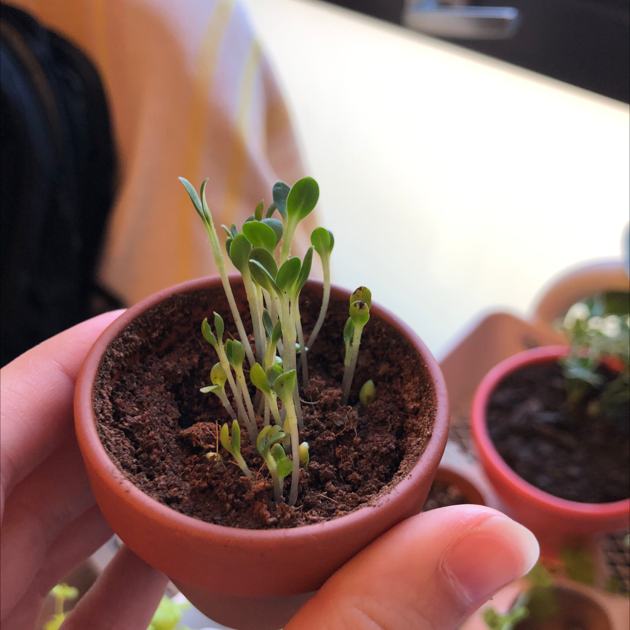 Young seedlings of Chinese Forget-Me-Not in a small pot, held by a hand.