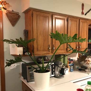 Philodendron 'Hope Selloum' plant photo by @aliceinmommyland named Thirty, Flirty, and Thriving on Greg, the plant care app.