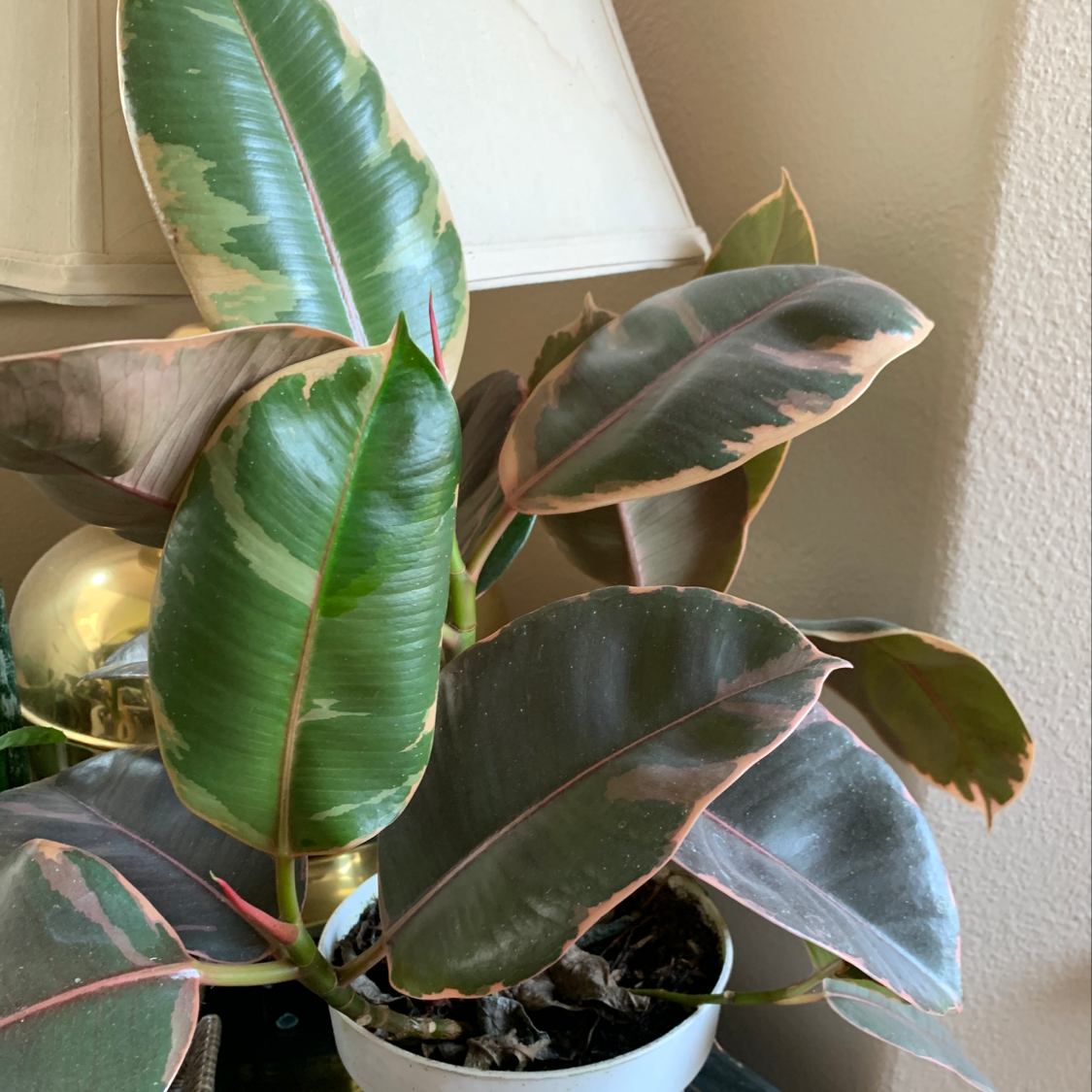 Close-up of a healthy rubber plant with glossy green and red leaves in a white pot, one leaf tip showing slight yellowing