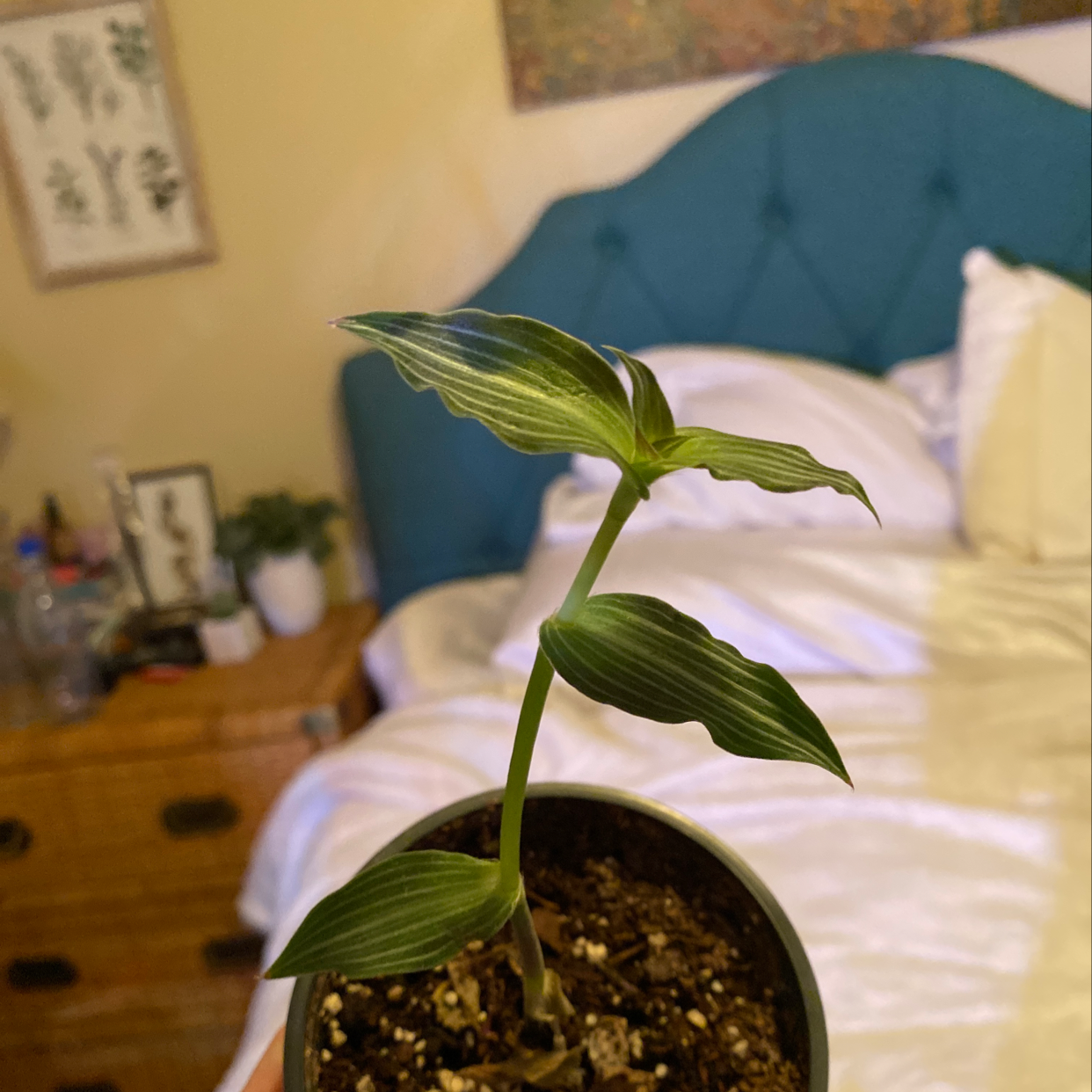 Healthy young Small-leaf Spiderwort plant with vibrant green leaves, growing in a small pot indoors.