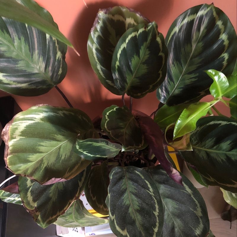 Healthy Calathea roseopicta plant with vibrant green, pink and purple variegated oval leaves, well-lit close-up photo.