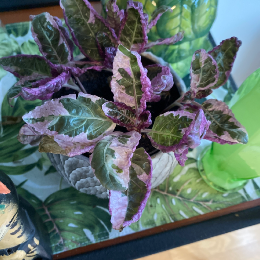Waffle Plant with variegated green and purple leaves in a pot on a decorative surface.