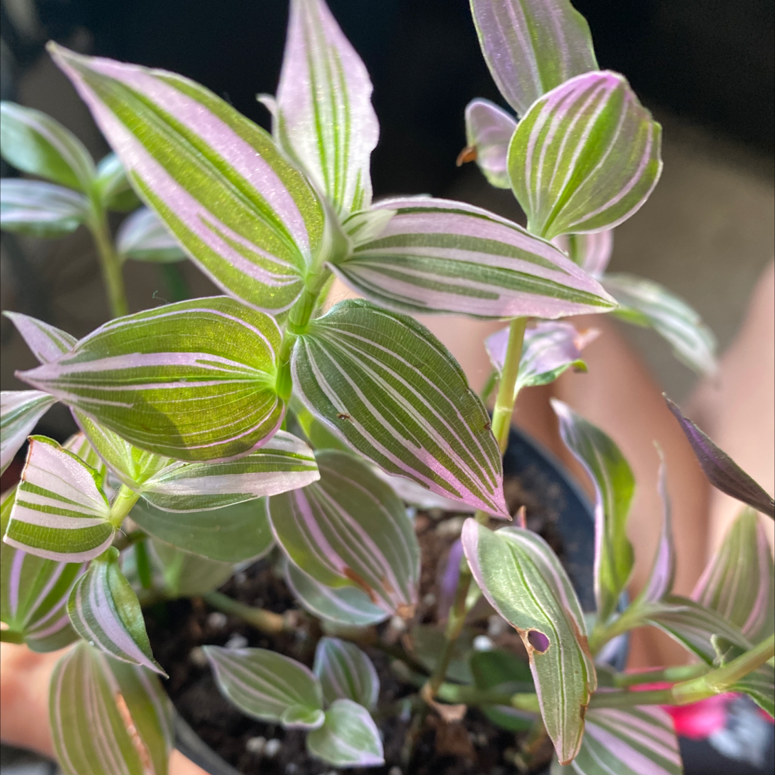 Close-up of a healthy, vibrant Small-Leaf Spiderwort plant with elongated, striated green leaves emerging from multiple stems.