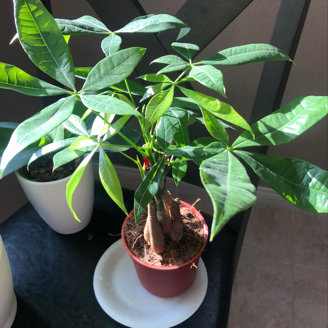 Healthy, lush money tree plant with vibrant green leaves in a small red pot, soil visible.