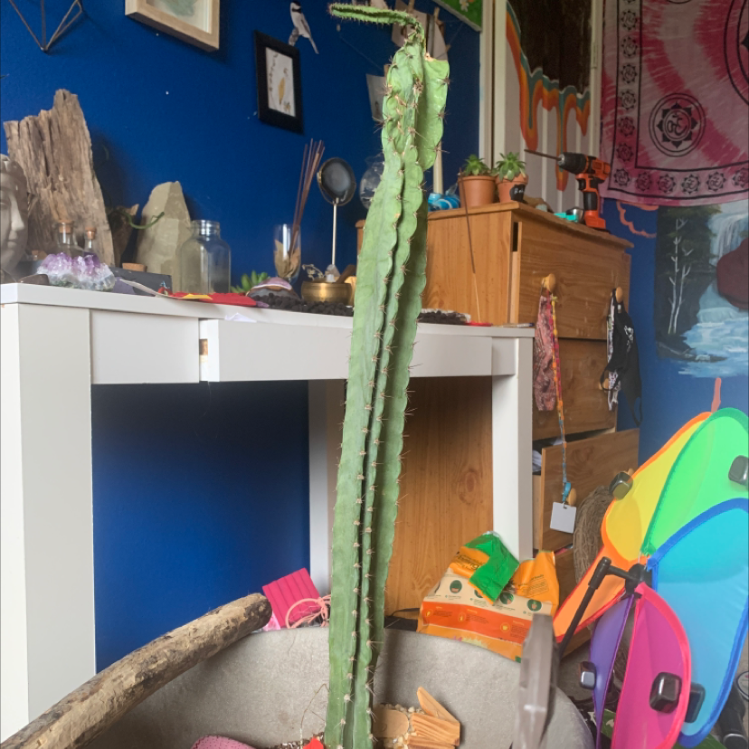 Peruvian Apple Cactus Monstrose in a pot with household items in the background.
