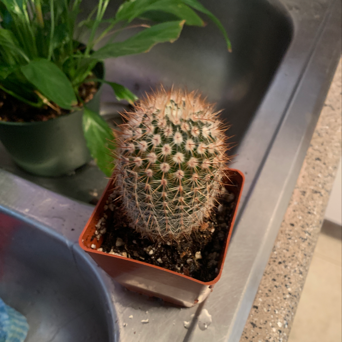 Small potted lace hedgehog cactus with dense white spines in vertical rows on a green cylindrical stem.