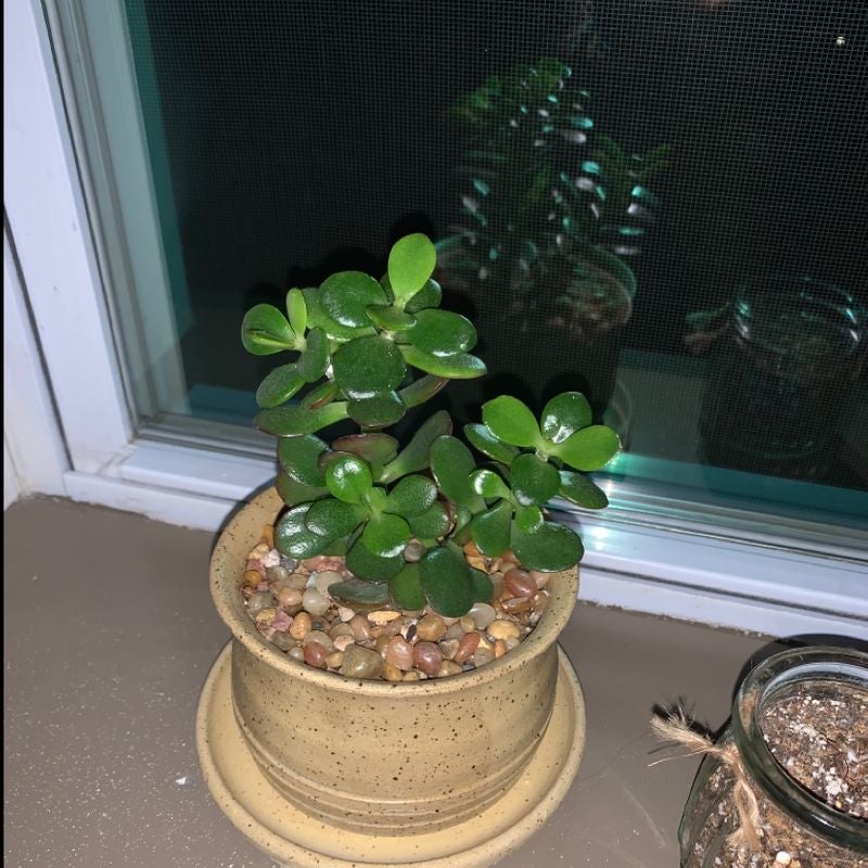 Healthy Jade plant in a pot with pebbles on the soil surface, placed near a window.