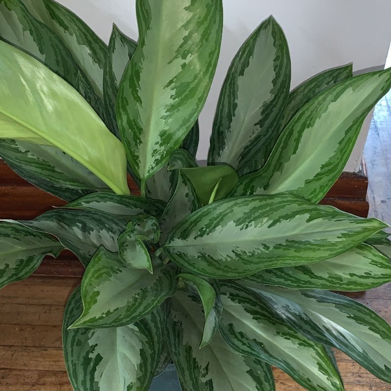 Healthy Chinese Evergreen plant with vibrant green and silver variegated leaves, no signs of disease or distress.