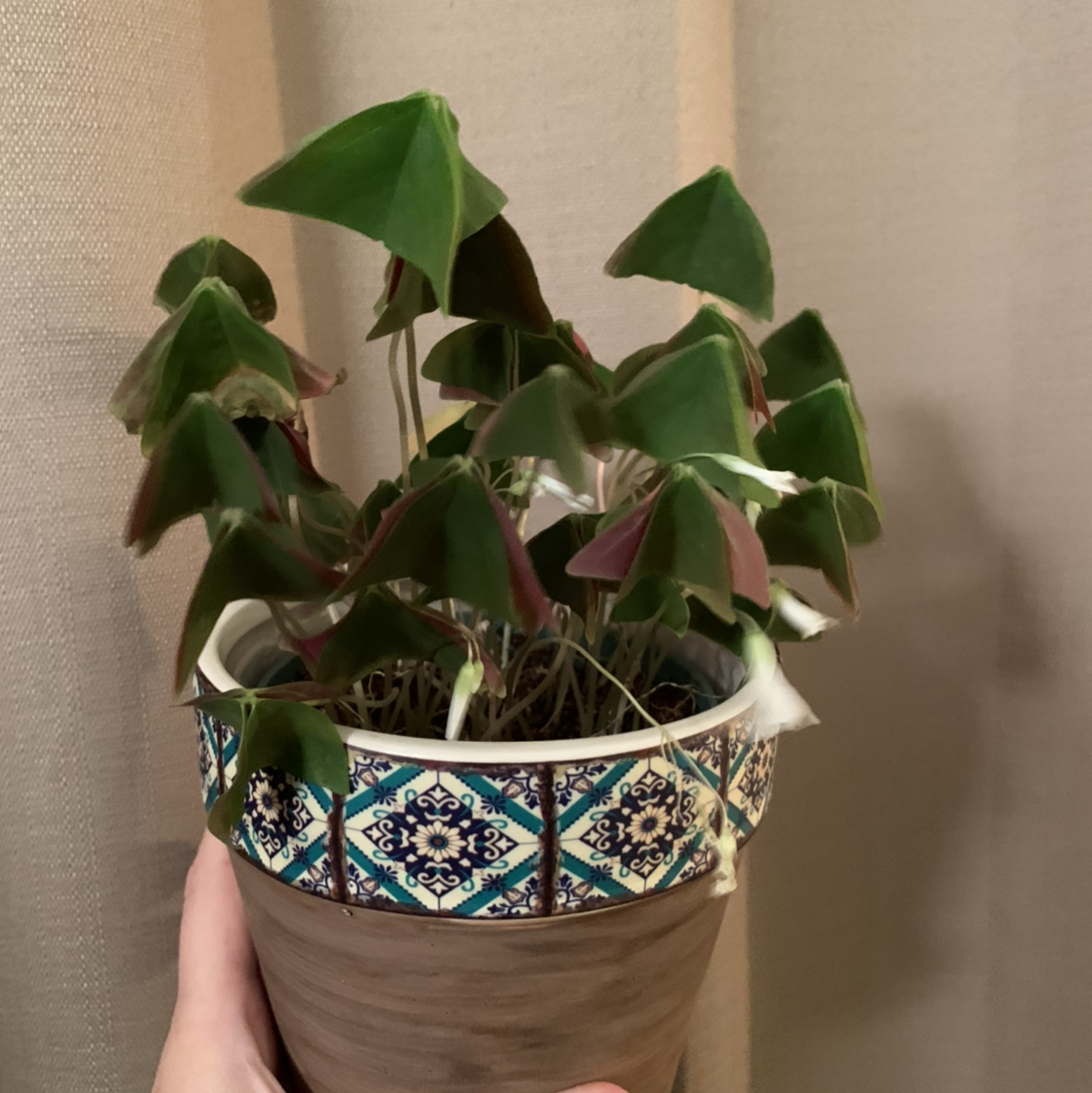 Healthy purple shamrock plant with vibrant triangular leaves growing in a teal and white ceramic planter, held by hands.